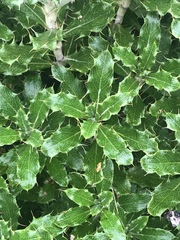 Berkheya rosulata