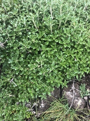 Berkheya rosulata
