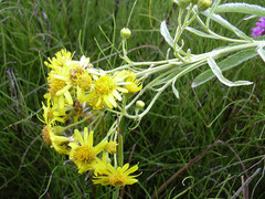 Jacobaea paludosa lanata