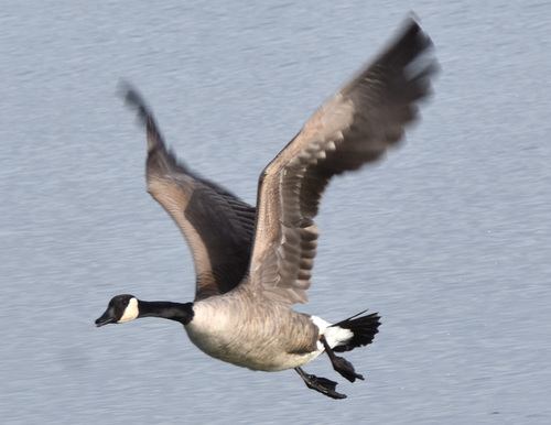 Canada Goose Birds of Rosewood Nature Study Area iNaturalist