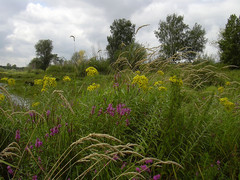 Jacobaea paludosa lanata