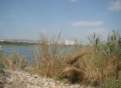 Thinopyrum elongatum