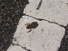 Pseudacris triseriata