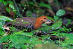 Slaty-Legged Crake photo 3