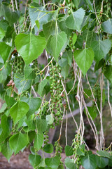 Populus fremontii fremontii