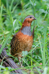 Chinese Bamboo-Partridge photo 3