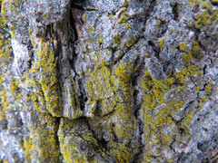 Candelariella xanthostigma