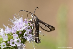 Pyropteron leucomelaenum