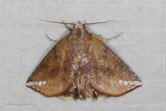 Pterogonia nubes