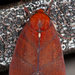 Xenochroa purpureolineata - Photo (c) sandralamberts, some rights reserved (CC BY-NC), uploaded by sandralamberts