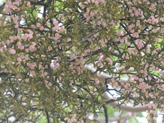 Phoradendron bolleanum