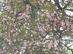 Phoradendron bolleanum