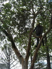 Phoradendron bolleanum