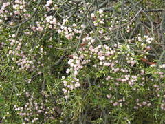 Phoradendron bolleanum