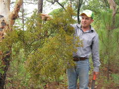 Phoradendron bolleanum