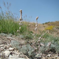 Artemisia alpina