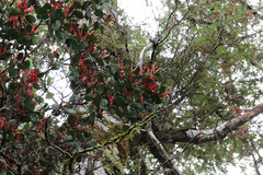 Peraxilla colensoi