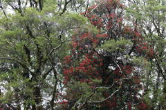 Peraxilla colensoi