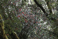 Peraxilla colensoi