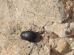 Eusattus reticulatus