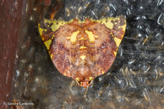 Cossedia hyriodes