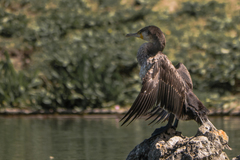 Phalacrocorax carbo