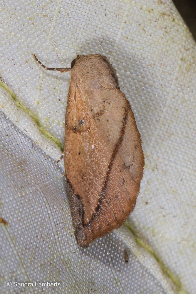 Negeta abbreviata