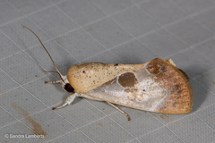 Westermannia superba