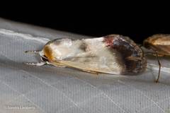 Westermannia triangularis