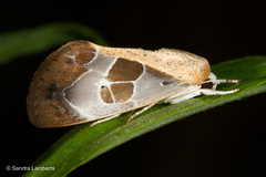 Westermannia superba