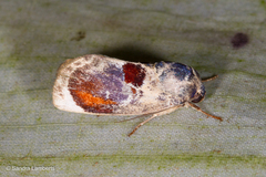 Calymera picta