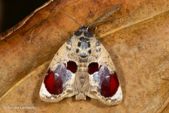 Calymera picta