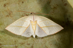 Hylophilodes dubia