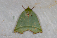 Clethrophora angulipennis