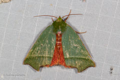 Clethrophora angulipennis