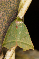 Clethrophora angulipennis