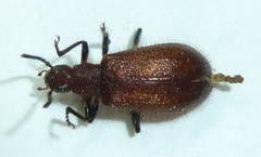 Metriolagria formicicola