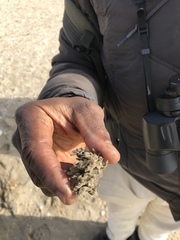 Clathria prolifera