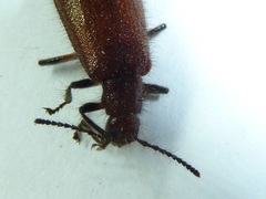 Metriolagria formicicola