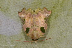 Tortriciforma chloroplaga