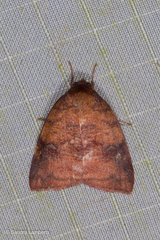 Gelastocera castanea