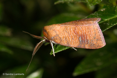Gelastocera castanea