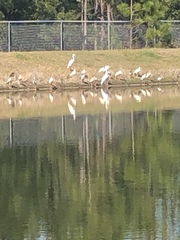 Pelecaniformes