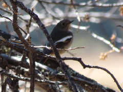 Phoenicurus schisticeps
