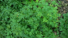 Sanicula canadensis canadensis