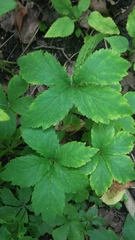 Sanicula canadensis canadensis