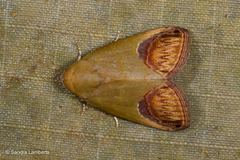 Asinduma exscripta