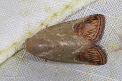 Asinduma exscripta