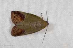 Asinduma exscripta