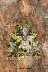Blenina malachitis